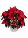 Pianta di Poinsettia Stella rossa