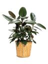 Pianta di Ficus robusta