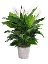 Pianta di Spathiphyllum da interno