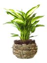 Pianta di Dieffenbachia in cesto