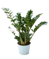 Pianta di