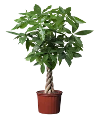 Pianta di Pachira